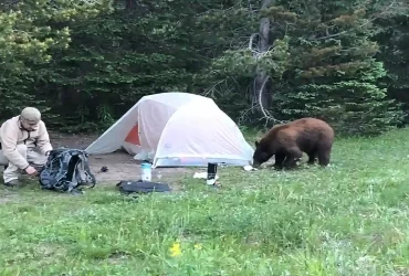 What to Do if a Bear is Outside your Tent